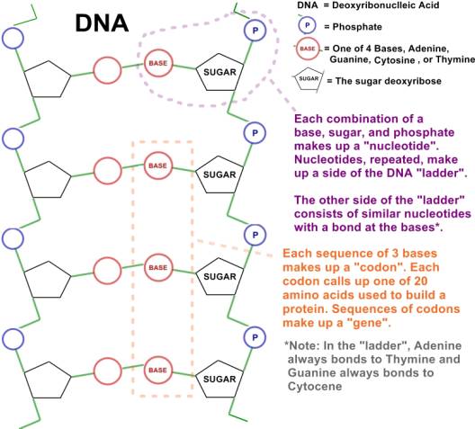 DNA